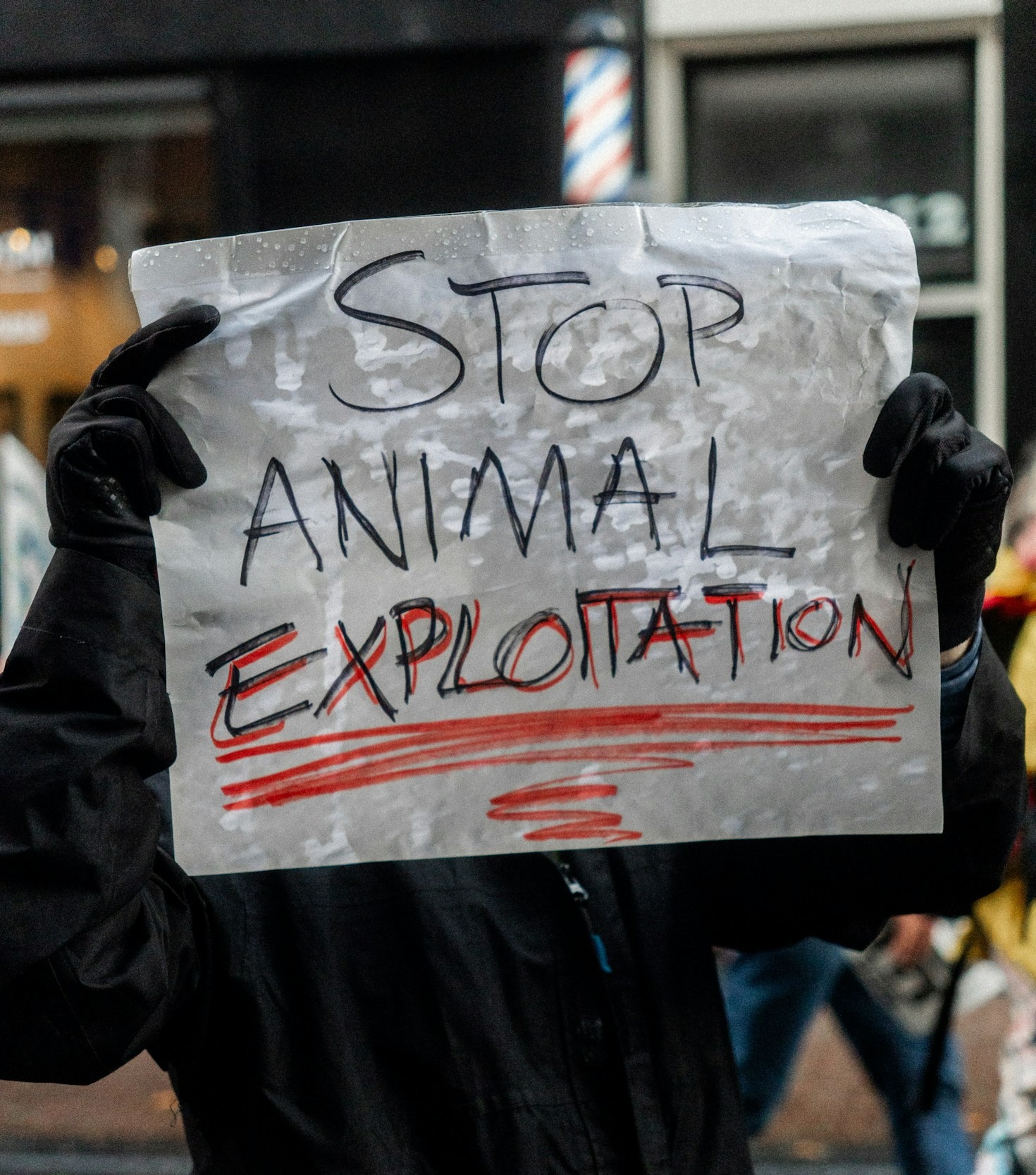 Understanding the Challenges Facing Dog Welfare