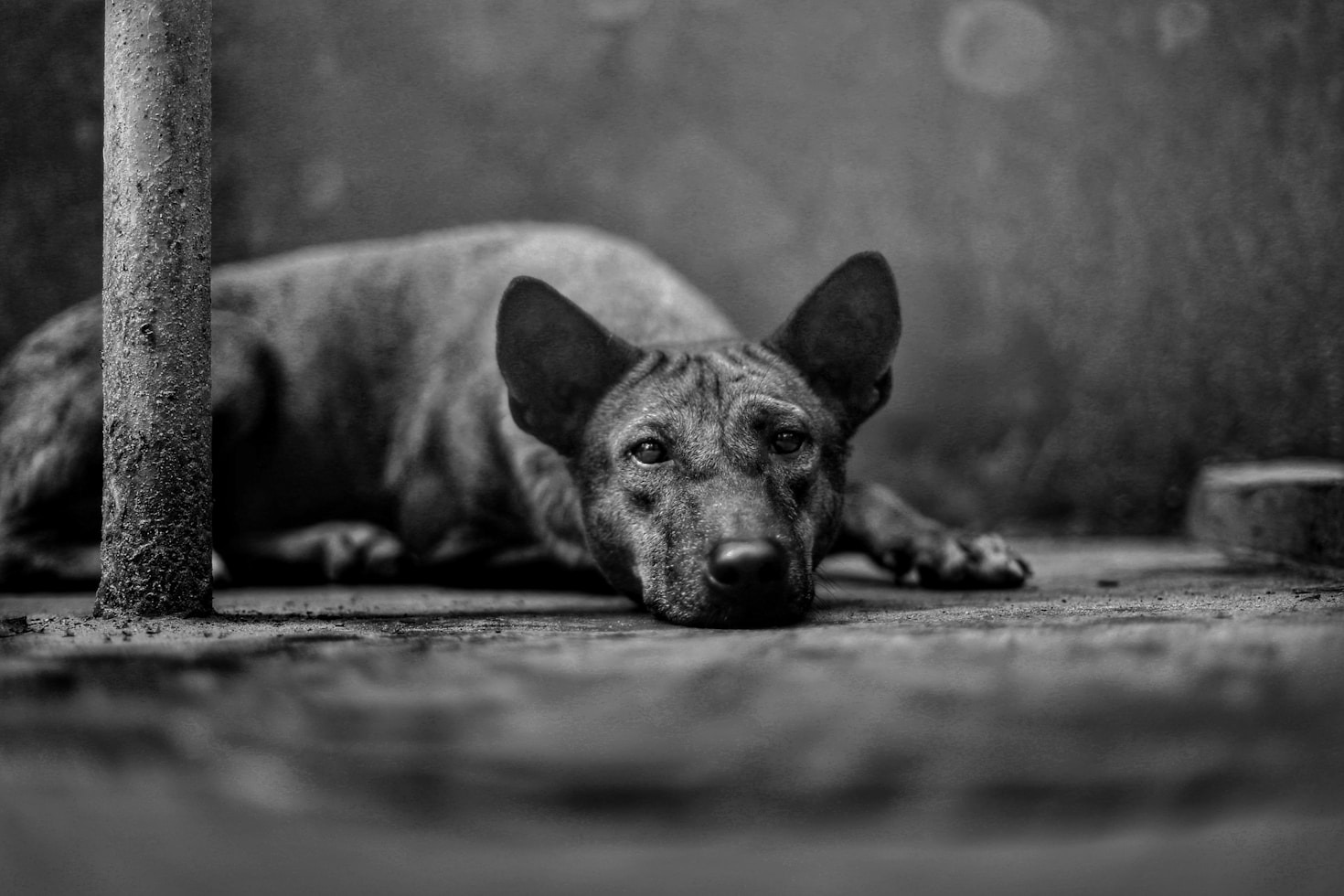 Petitions That Can Make a Difference for Dogs