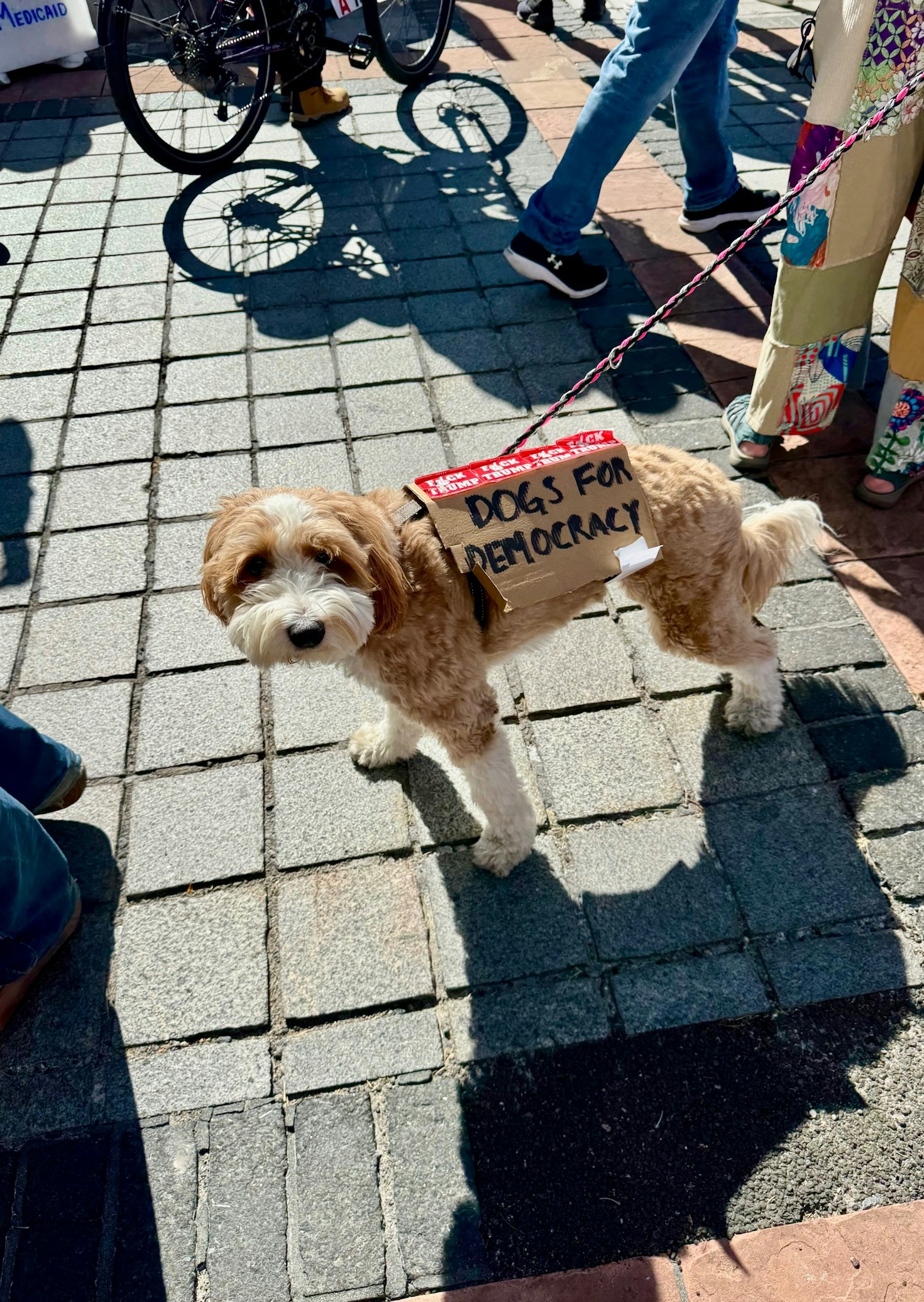 How You Can Help Improve Dog Welfare